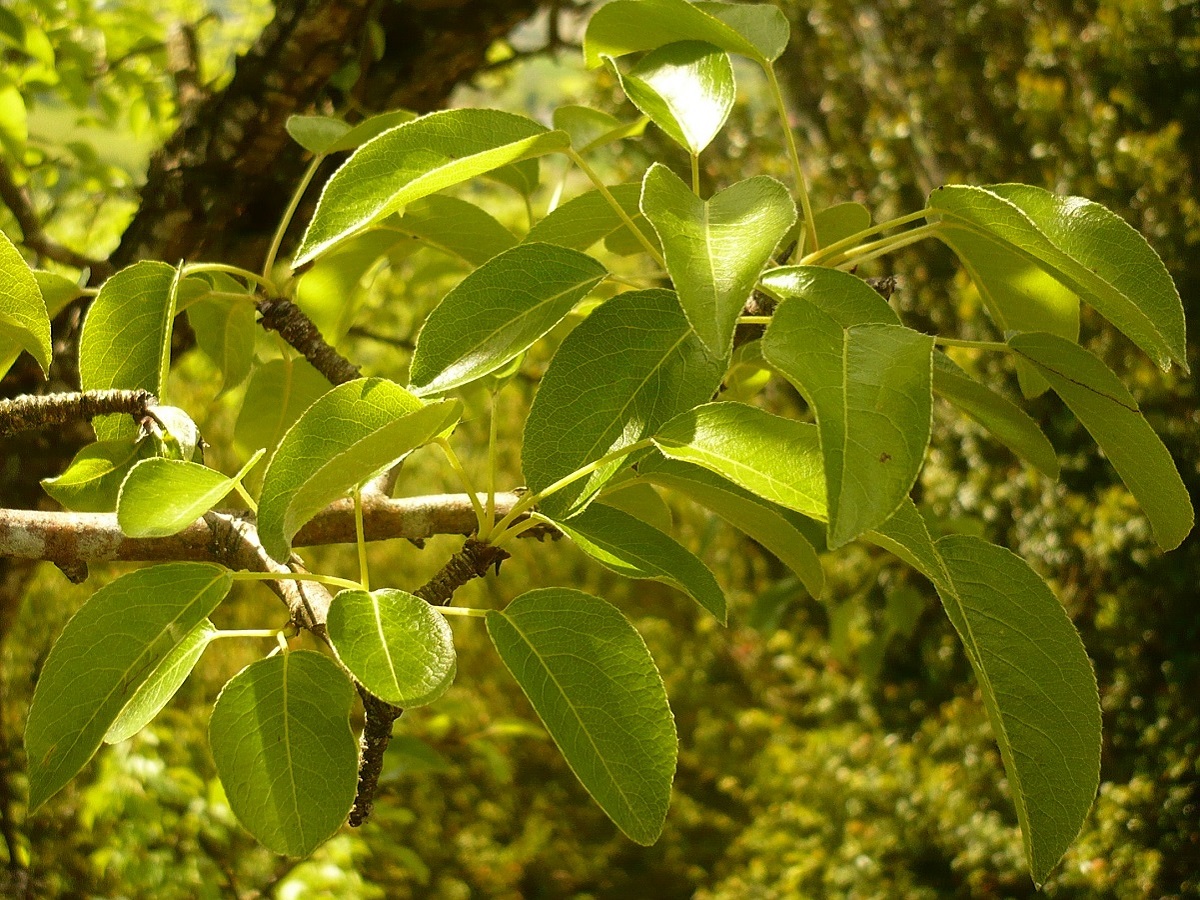 Pyrus communis subsp. pyraster (Rosaceae)